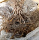 Саженцы малины оптом -  дешевле