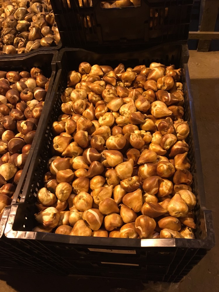 Прием заказов на луковицы тюльпанов: Nord Lommerse - урожай 2018