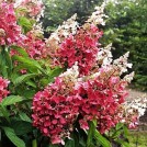 Скидка 7% на отдельные сорта гортензии с ОКС