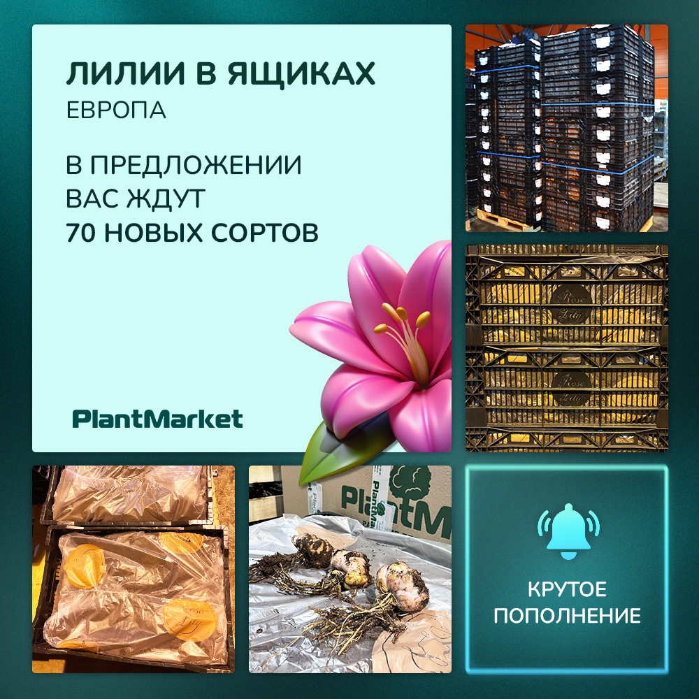 09.12.25 зеленый лилии.jpg