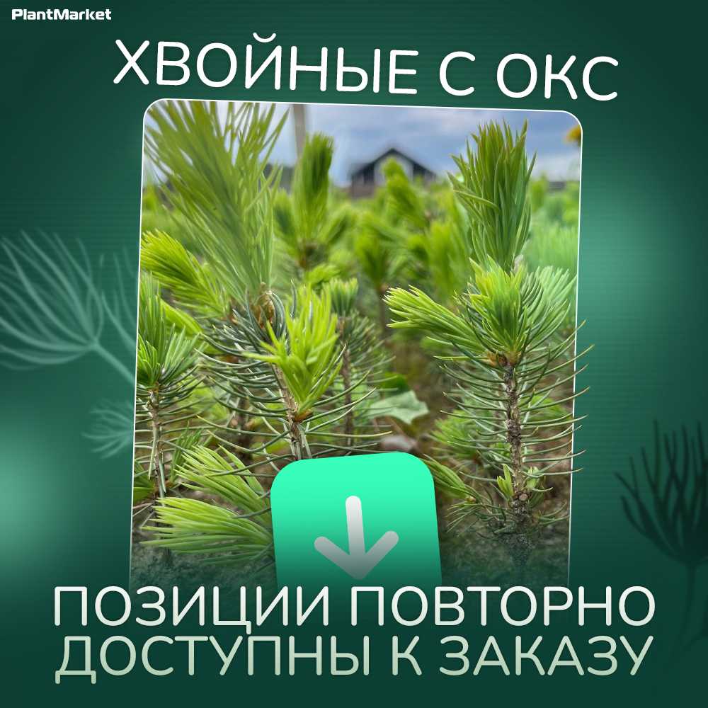 1743061790861-Хвойные окс 24.03.25.jpg
