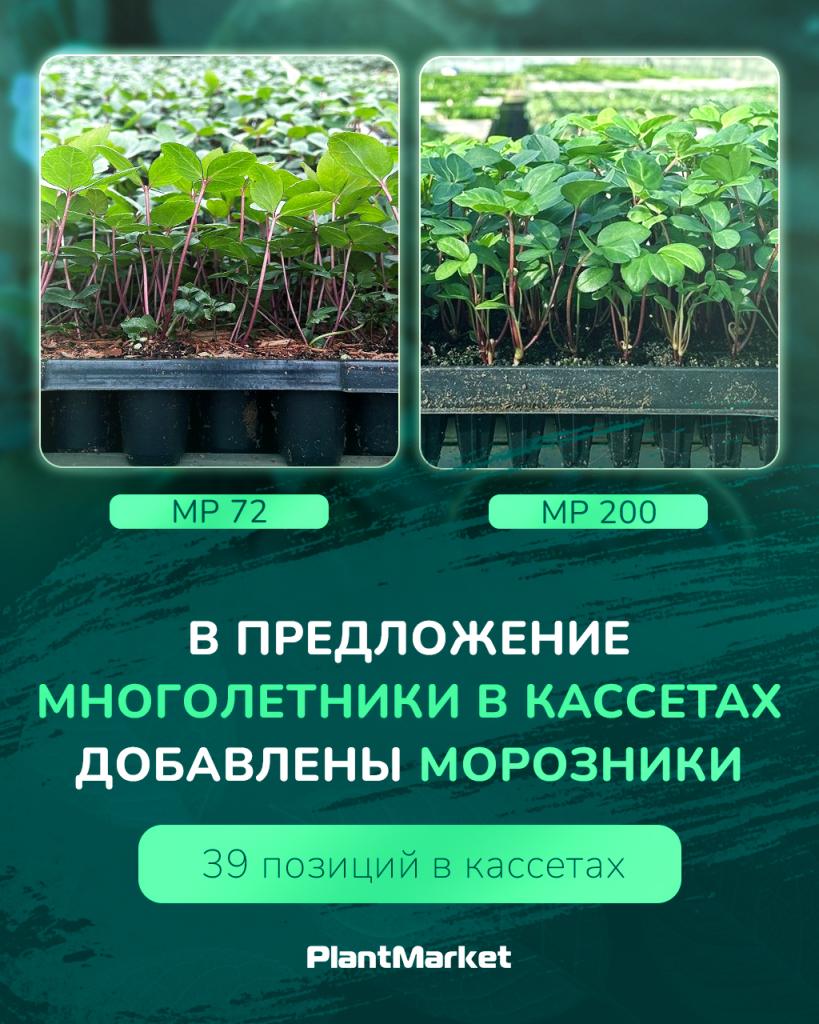 морозник 16.02.25_1.jpg