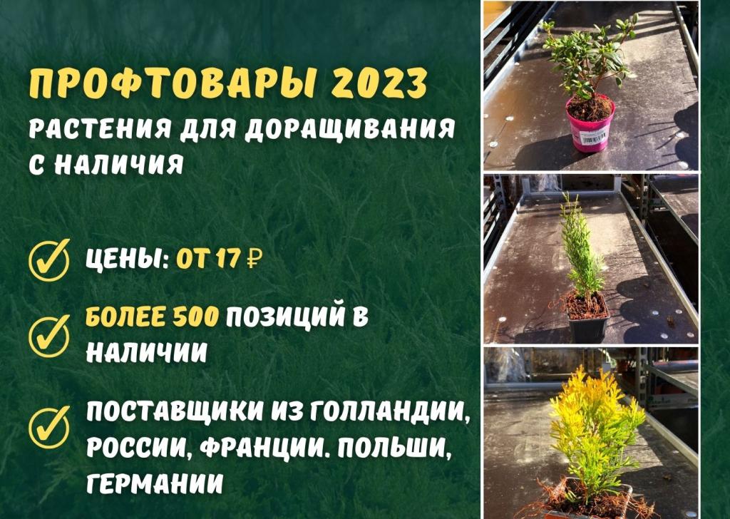 Растения с открытой корневой системой (ОКС) (7).jpg