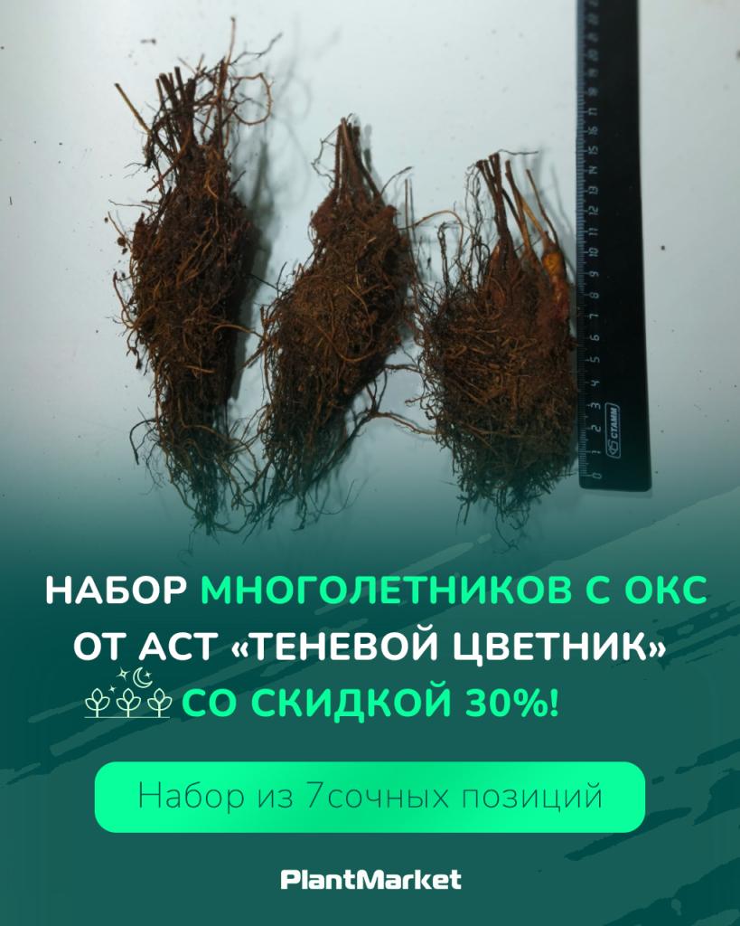 многолетники акция 23.03.26.jpg