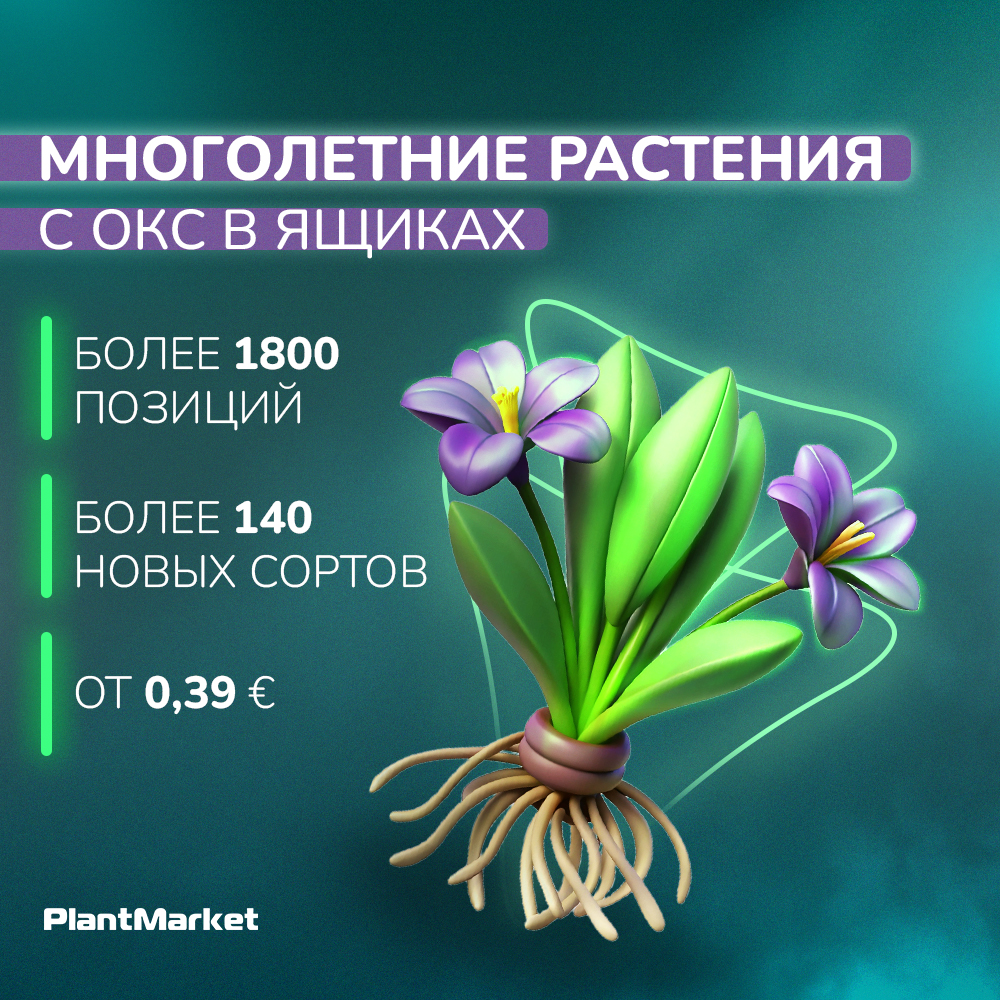 многолетники в ящиках 03.07.25.jpg