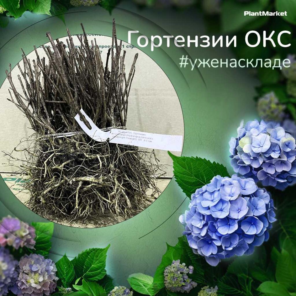 1742462678758-Гортензии 19.03.25.jpg
