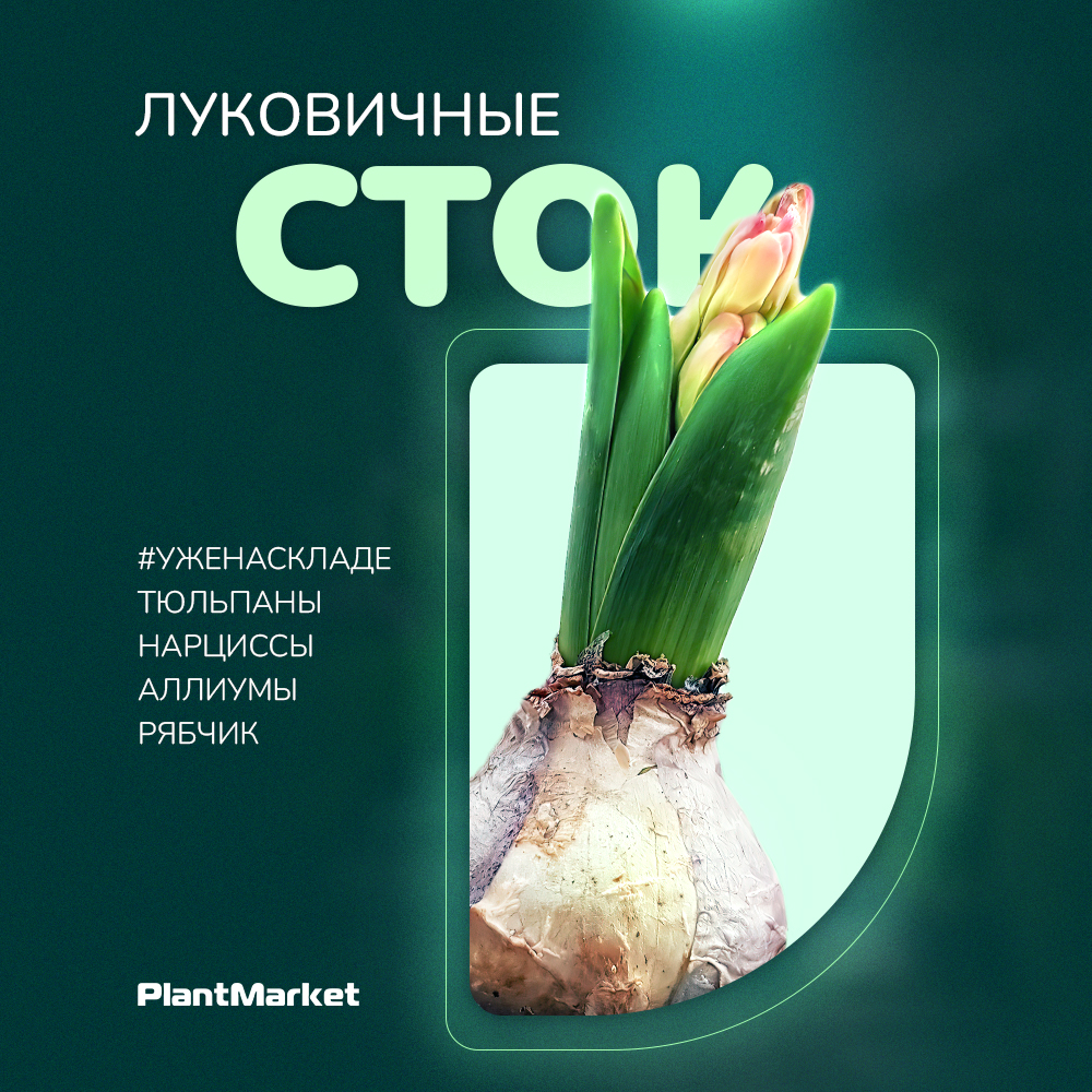 Сток луковичнык 24.09.25.jpg