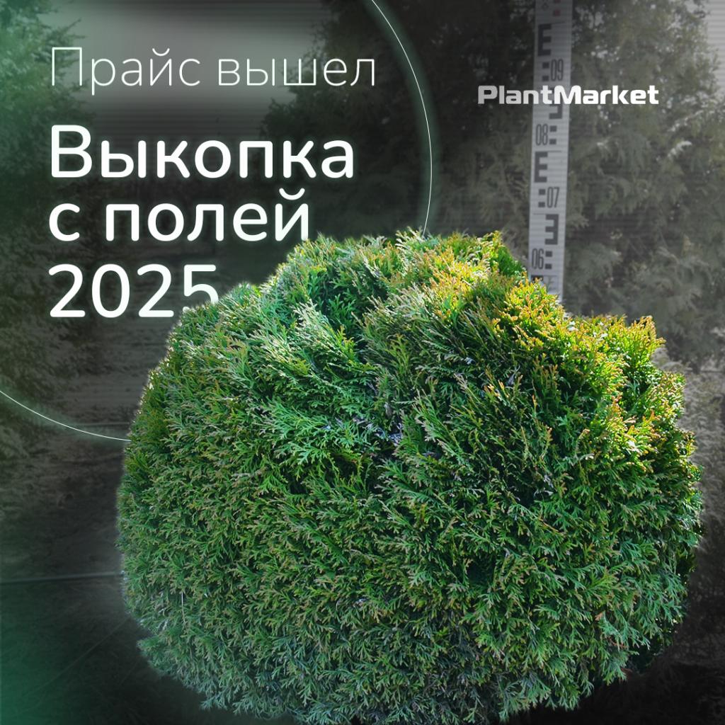 выкопка 07.02.25 вышел прайс.jpg