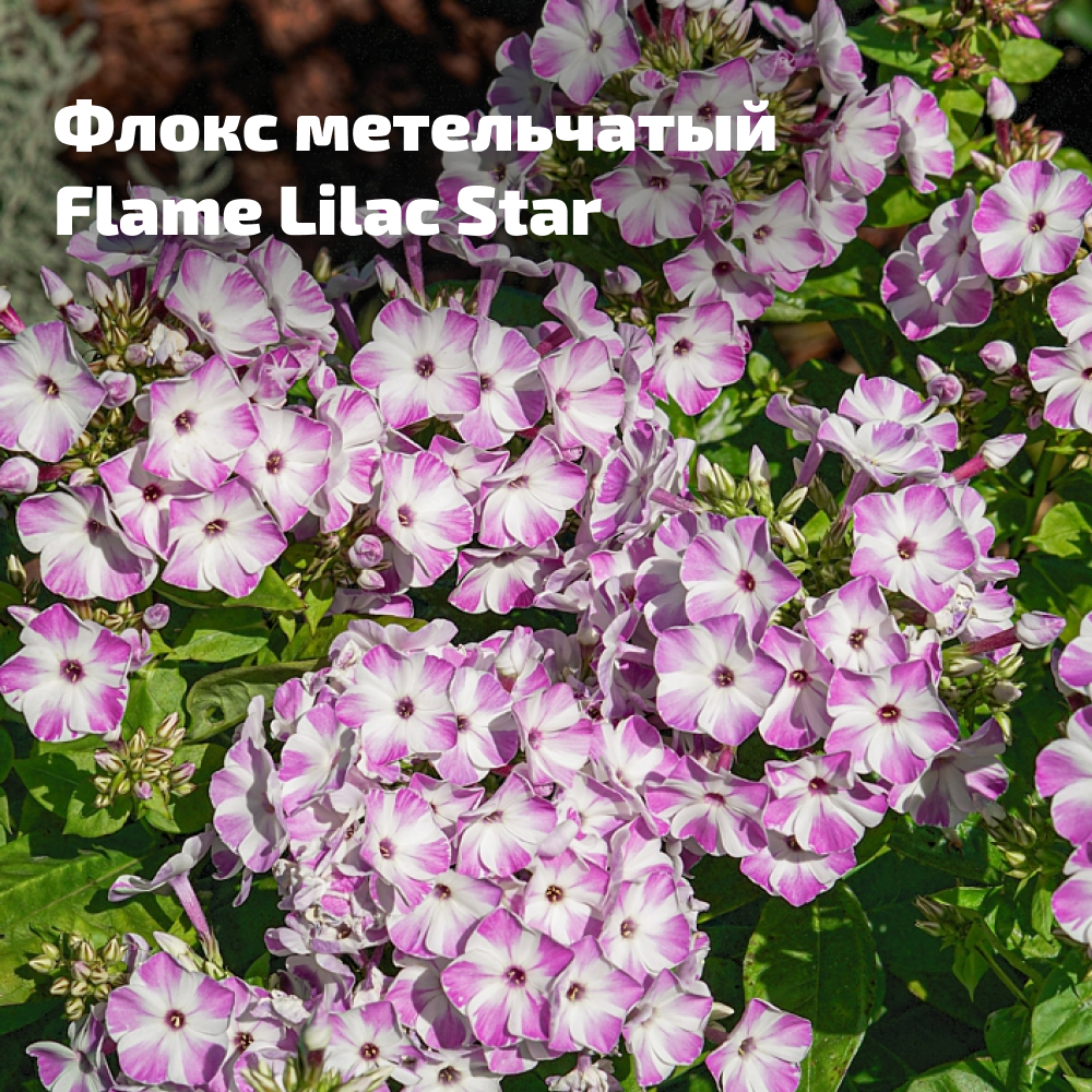 Frame 2354.jpg Frame 2354.jpg