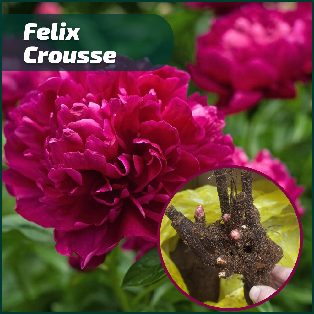 Frame 2225.png Frame 2225.png