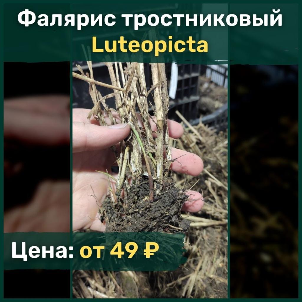 Корни многолетнихМноголетники ОКС АСТ Россия.jpg