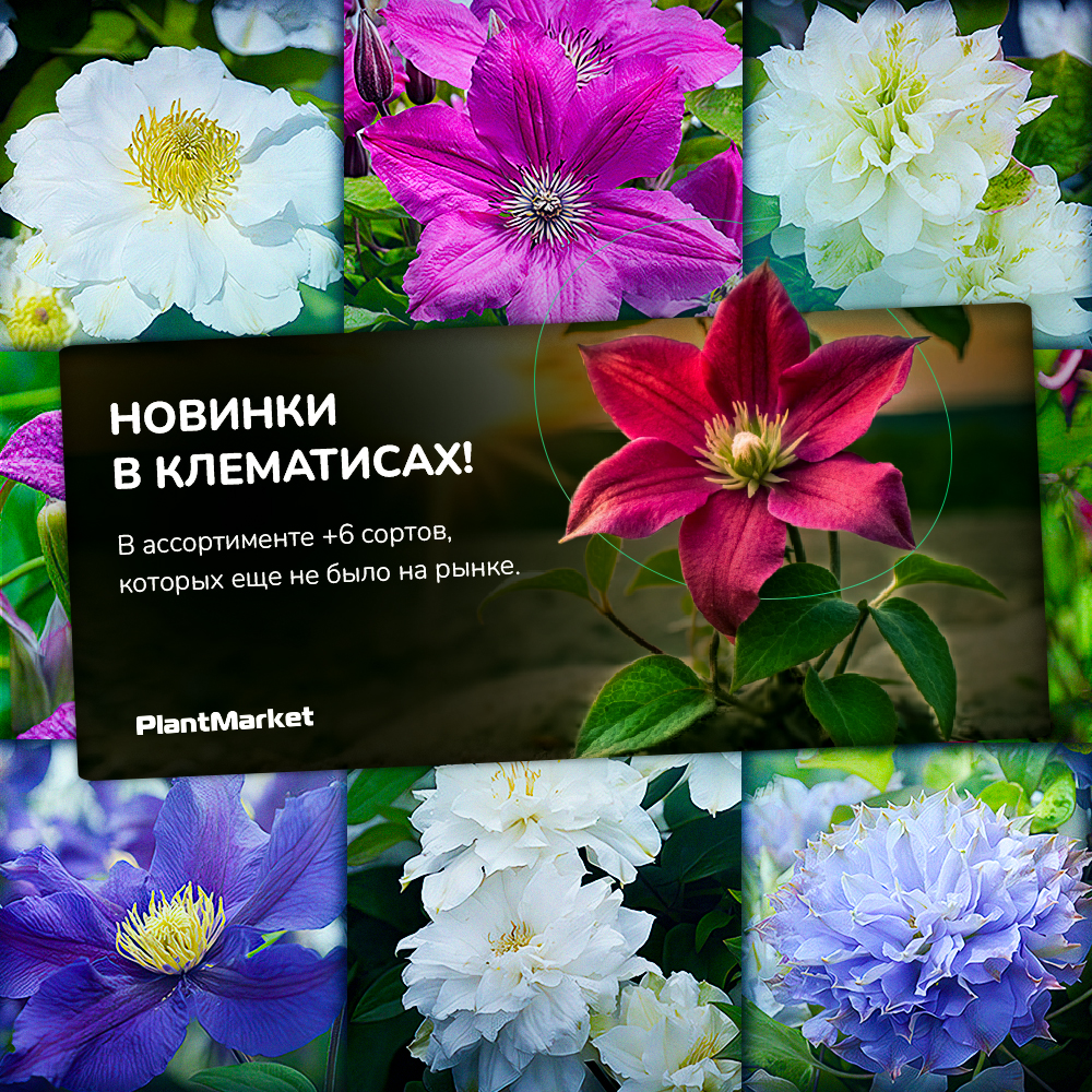 11.12.25_клематисы_ после сведения.jpg