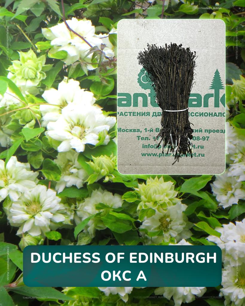 Duchess of Edinburgh.jpg