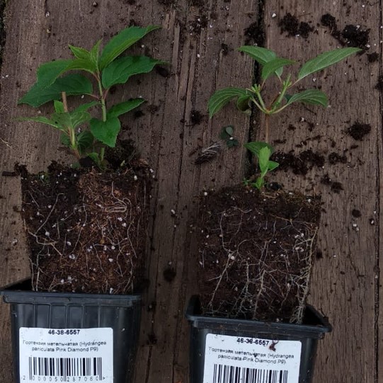 Cherenki P9 AST 2.jpg