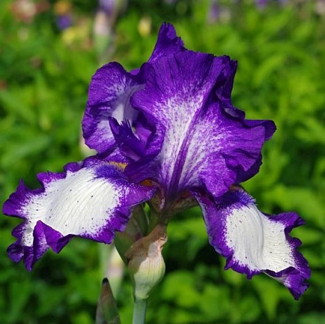 Iris bearded Stepping Out.jpg