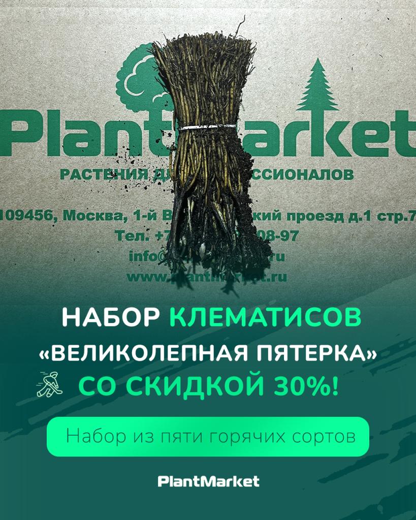клематисы акция 10.03.26.jpg