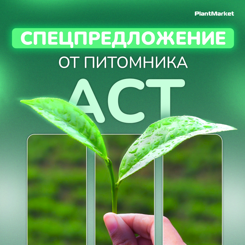 Аст спецпредложение.jpg