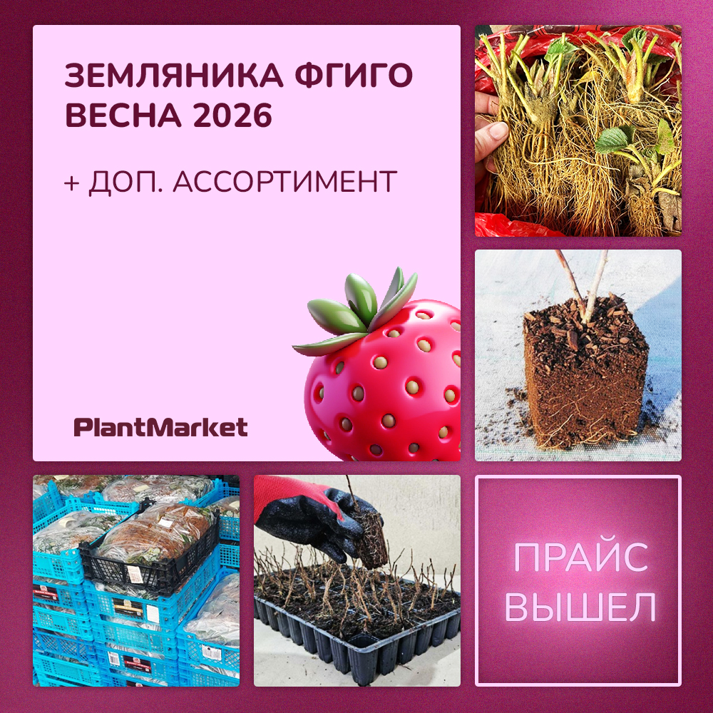 фриго 28.11.25.jpg