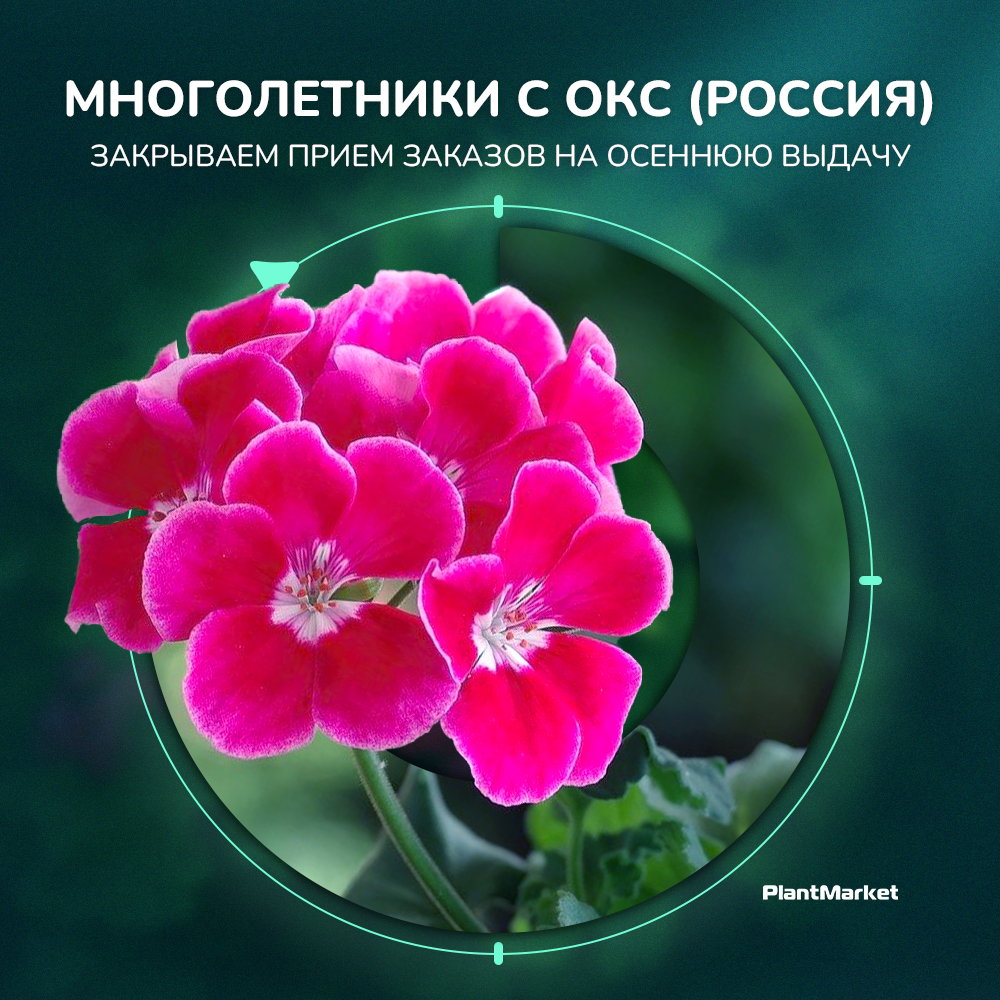 прием заказов на многолентник аст закрывается через 2 недели 16.09.25.jpg
