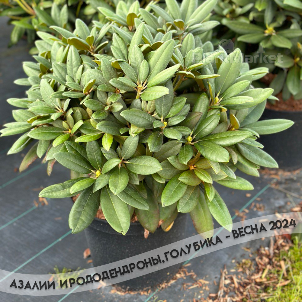 Frame 2312.jpg Frame 2312.jpg