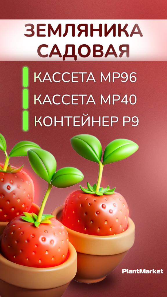 Земляника 24.04.jpg