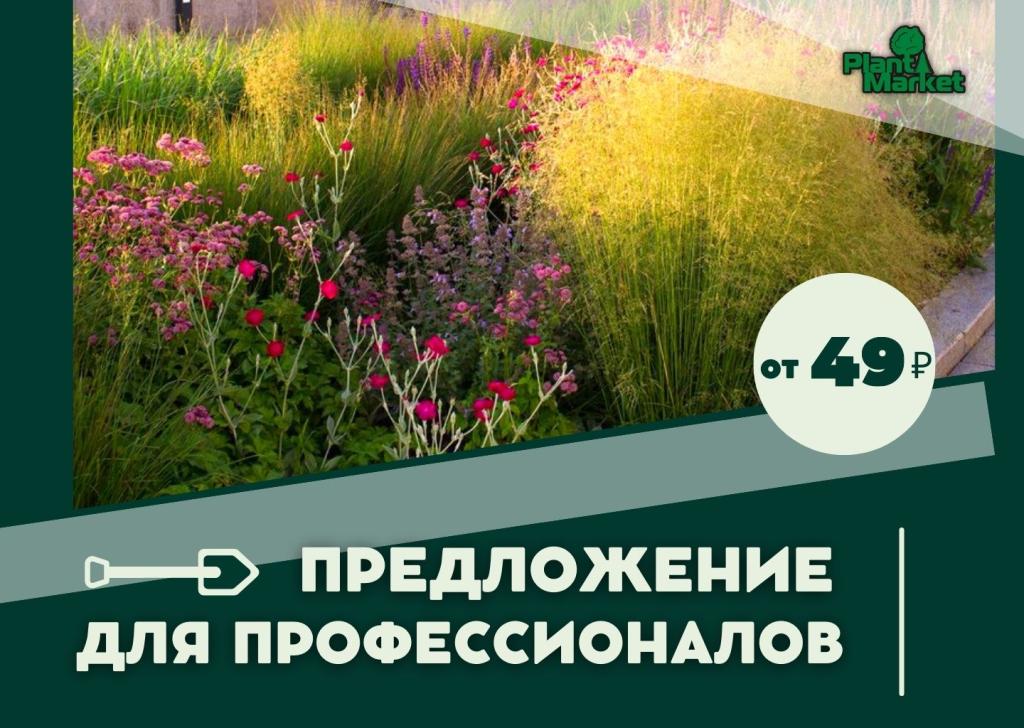 Растения с открытой корневой системой (ОКС) (6).jpg