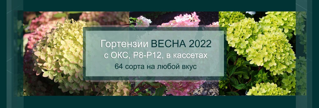 гортензии картинка.jpeg