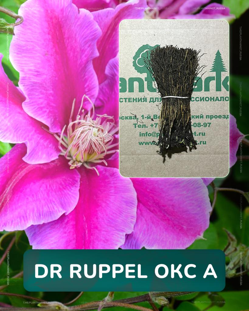 Dr Ruppel ОКС А.jpg