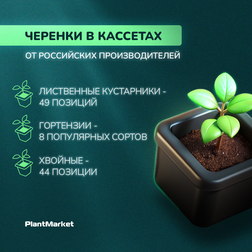 черенки в касета россия 29.09.25.jpg