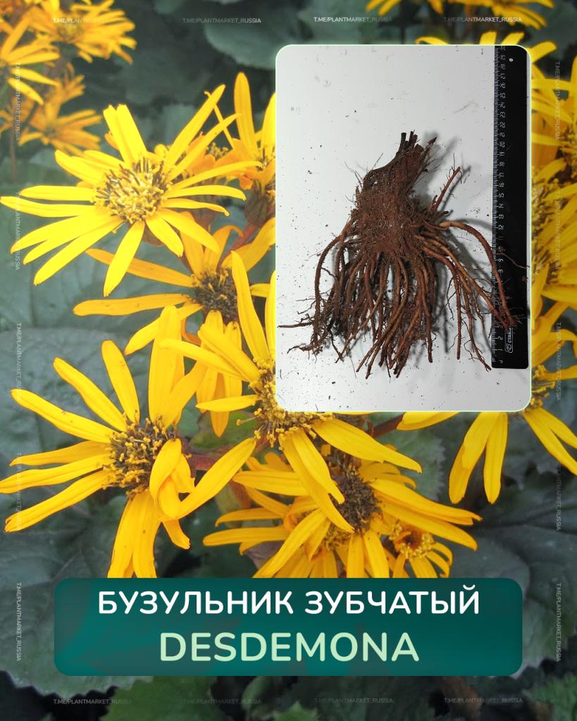 Бузульник зубчатый Desdemona.jpg