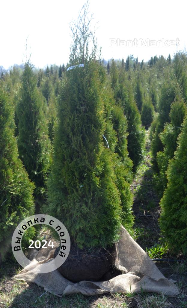 Frame 2403.jpg Frame 2403.jpg