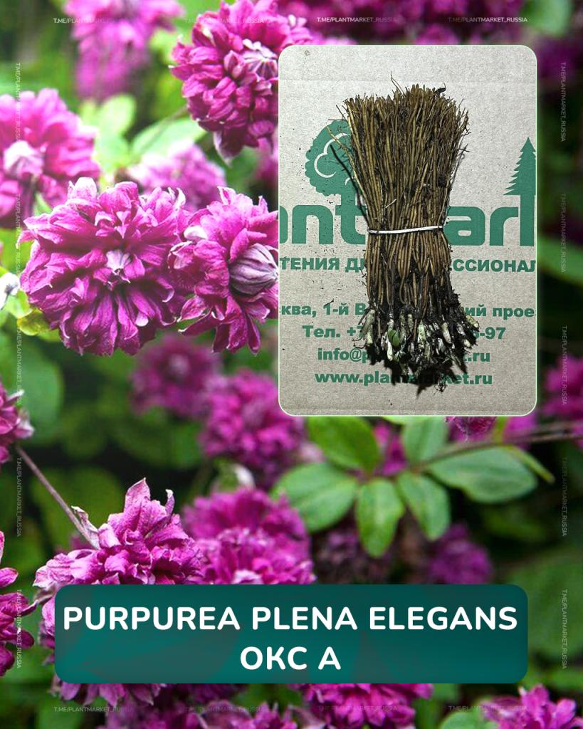 Purpurea Plena Elegans ОКС А.jpg