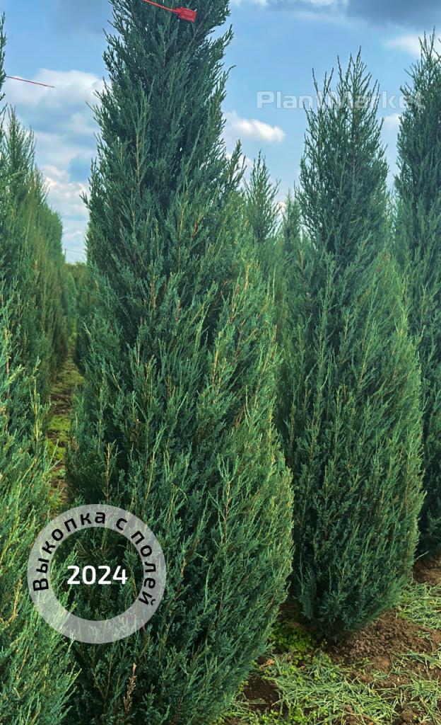 Frame 2400.jpg Frame 2400.jpg