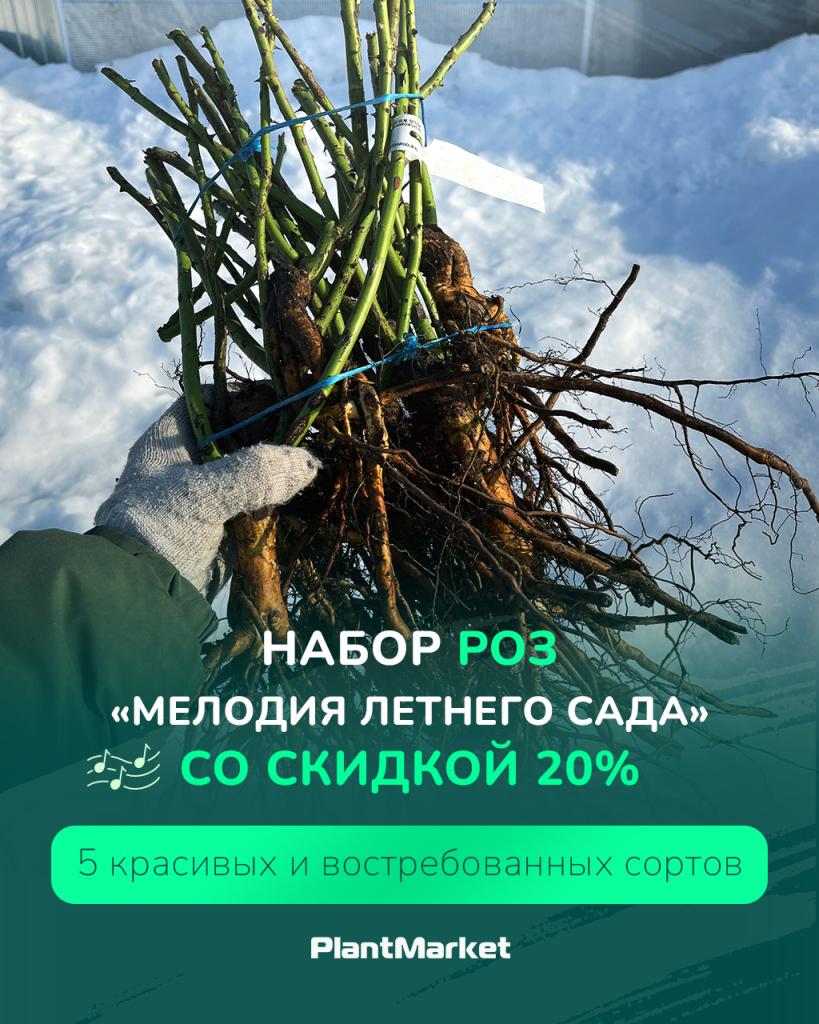 акция розы 16.03.26.jpg