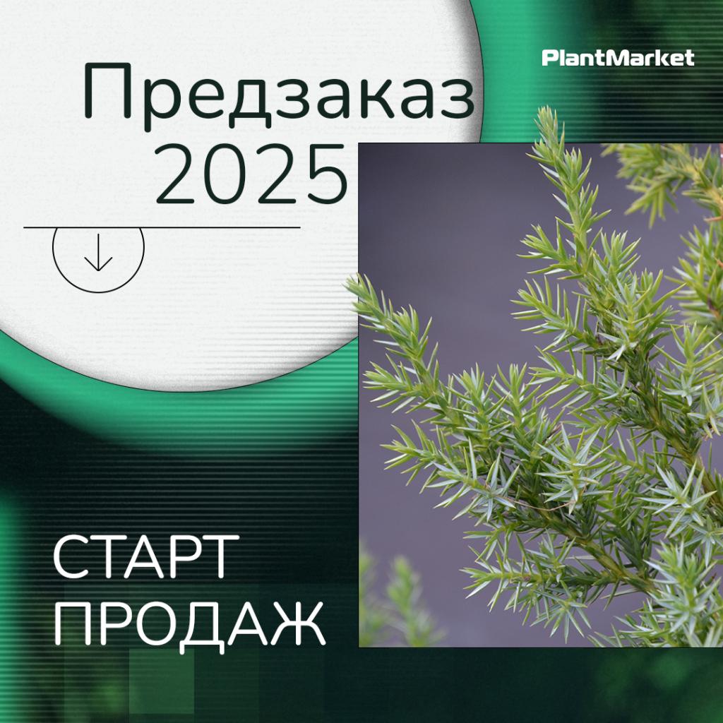 предзаказа 10.12.24.jpg