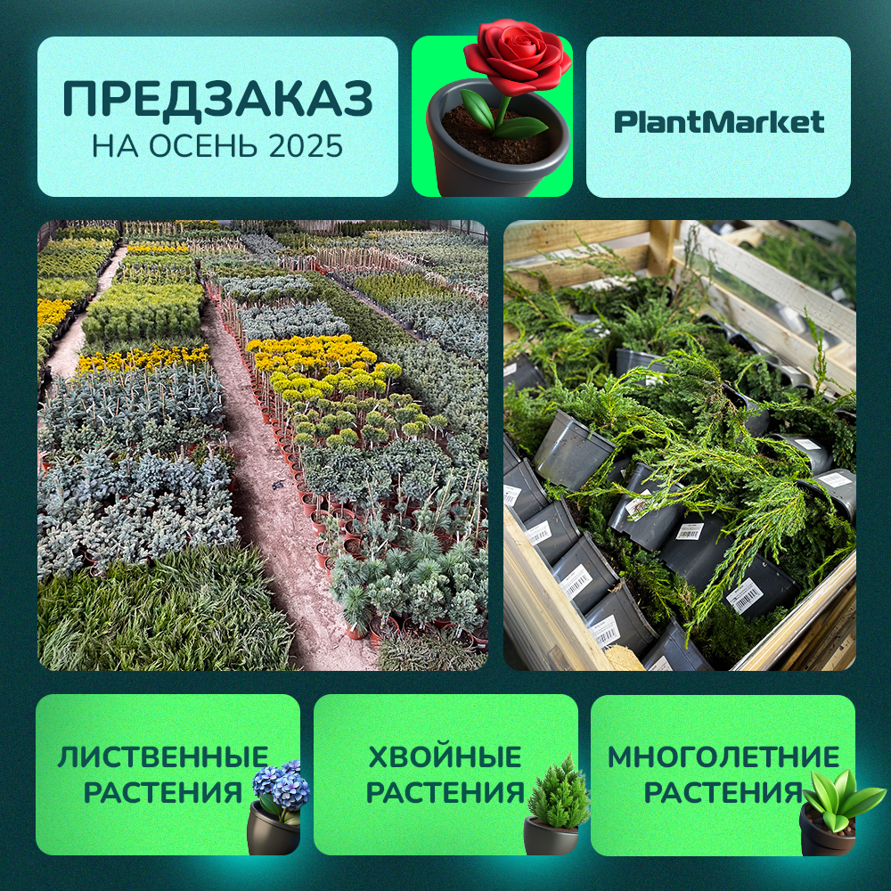 предзаказ 05.08.25 1().jpg