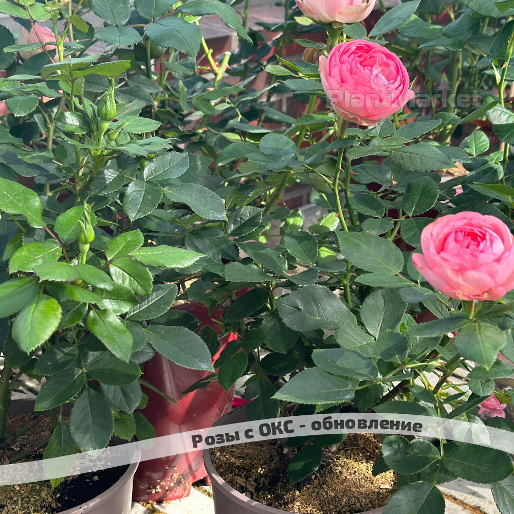 Frame 2336.jpg Frame 2336.jpg