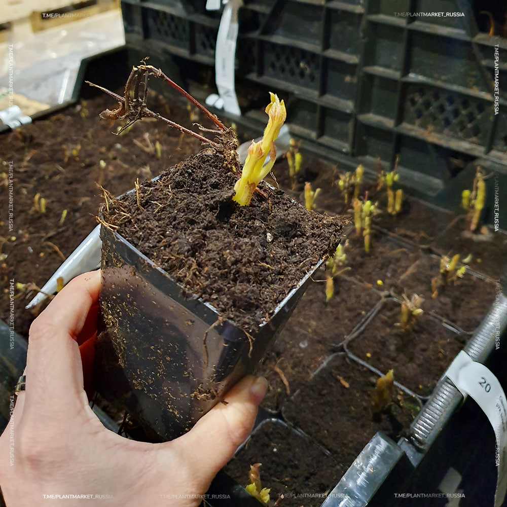 photo_2025-11-12_16-37-09 (3).jpg