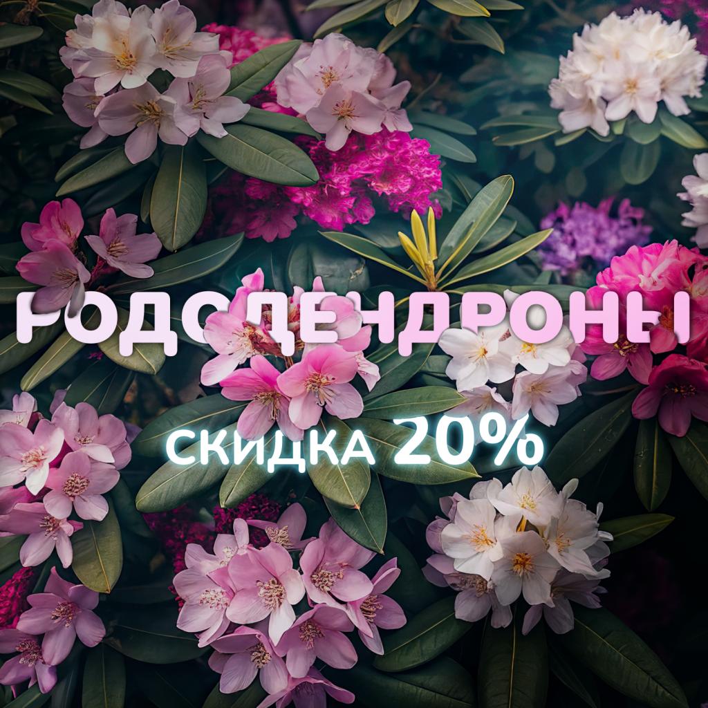 геоггины 21.05.25 (1) квадрат.jpg