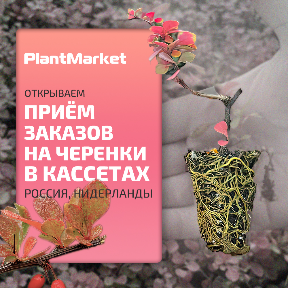 Кассеты - Барбарис тунберга Florence MP-gigapixel-very_compressed-scale-2_00x111111111.jpg