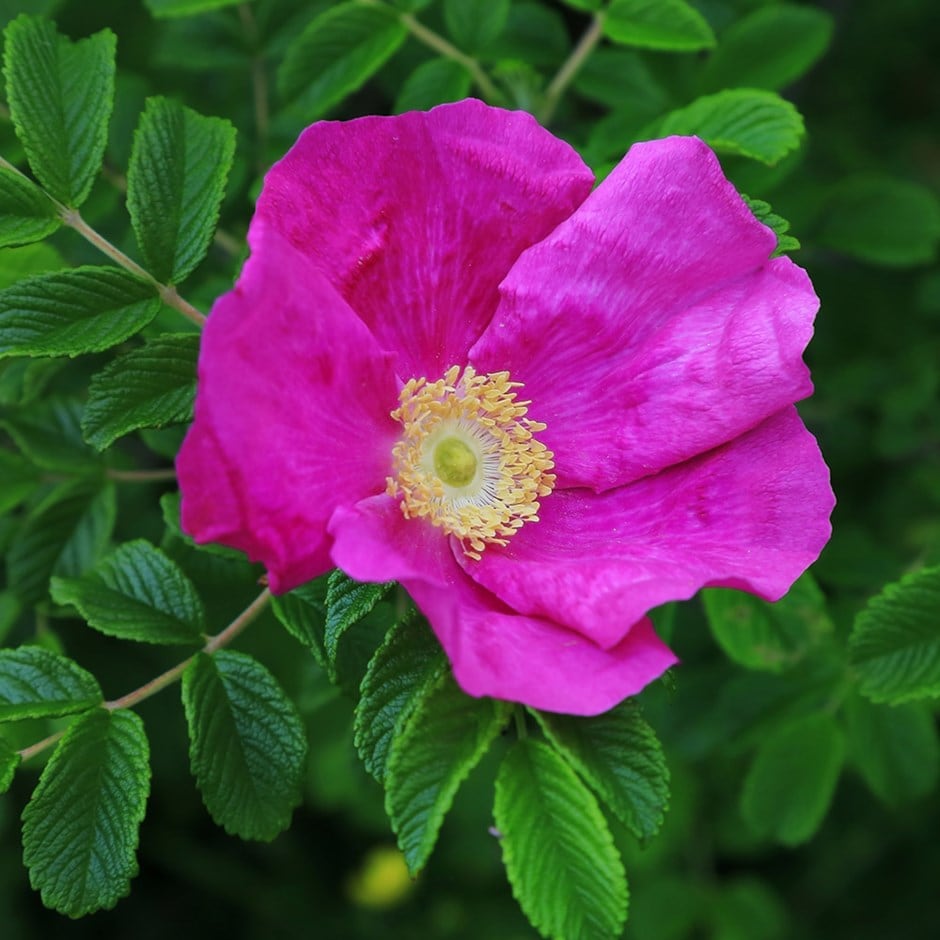 Rose rugosa Rubra.jpg