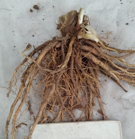 korni mnogoletnika.png