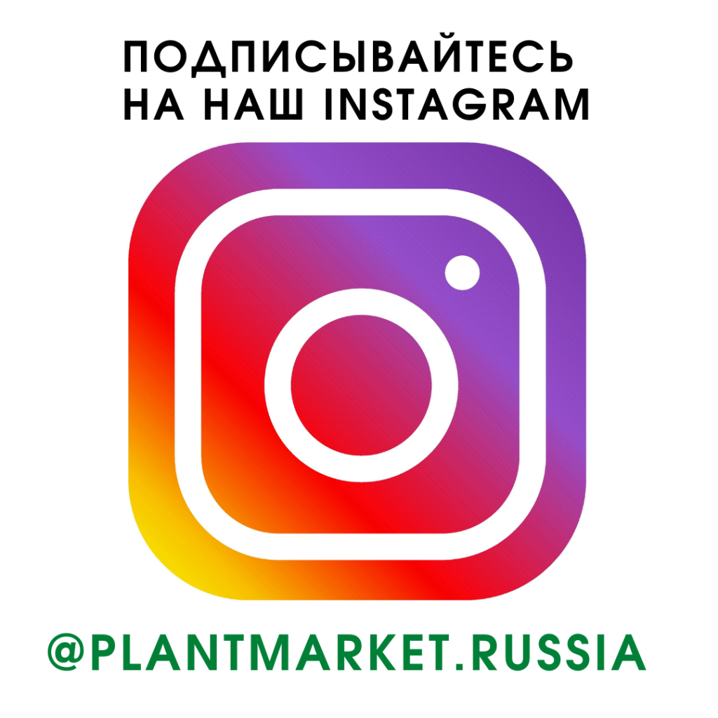 LOGO instagram.png