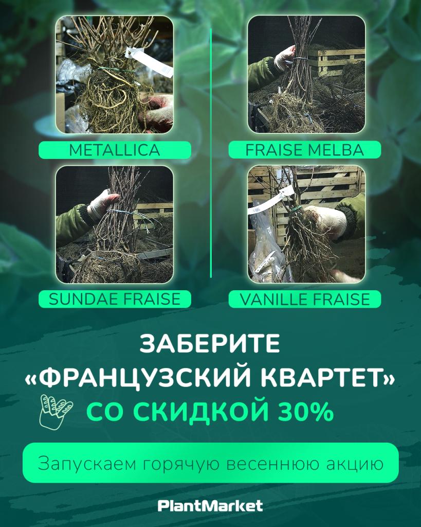 гортензии акция 04.03.26_1.jpg