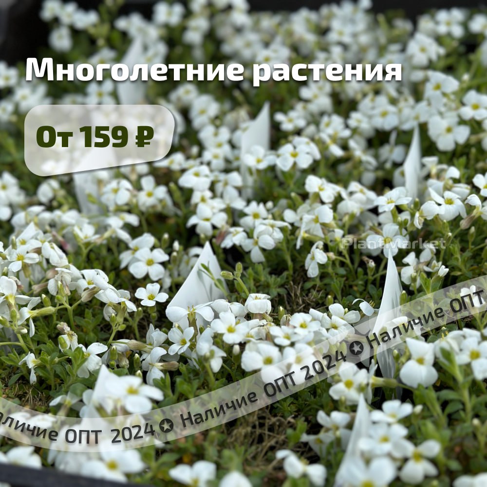 photo_2024-05-15_16-31-17 (3).jpg