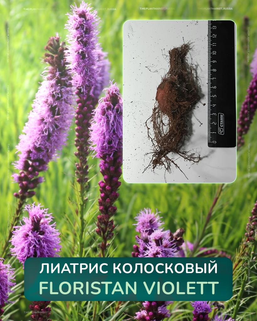  Лиатрис колосковый Floristan Violett.jpg