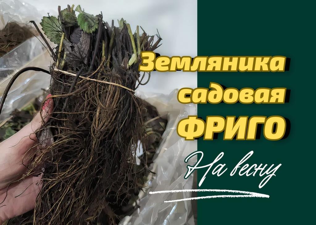 Шапки для рассылкиЧИСЕНДЕР.jpg