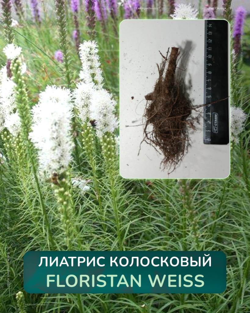  Лиатрис колосковый Floristan Weiss.jpg