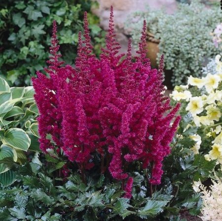 Astilba chinensis Vision in Red.jpg