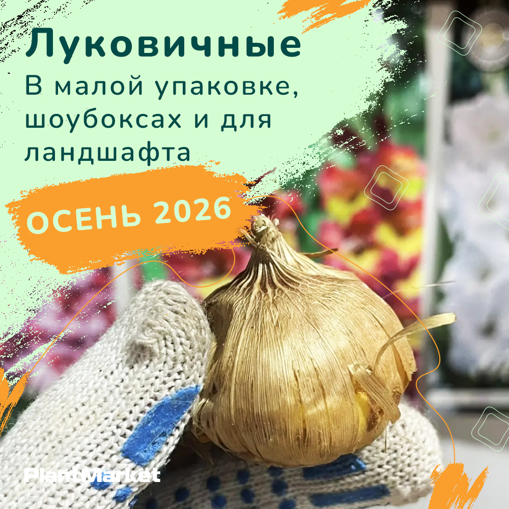 Альбион копия 6.jpg